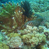 Picture taken during the dive