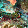 Picture taken during the dive