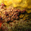 Picture taken during the dive