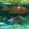 Picture taken during the dive
