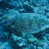 Picture taken during the dive