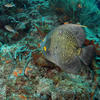 Picture taken during the dive