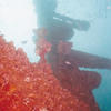 Picture taken during the dive