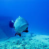 Picture taken during the dive