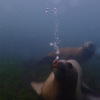 Picture taken during the dive