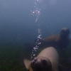 Picture taken during the dive
