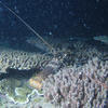 Picture taken during the dive