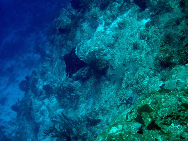 Coconut Tree Divers - Dive Center in 洪都拉斯