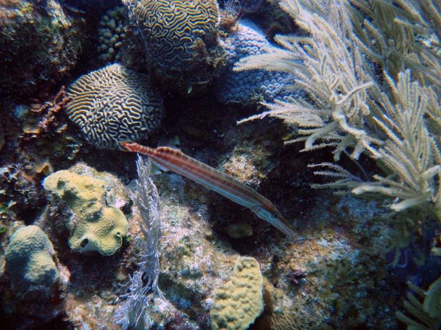 Coconut Tree Divers - Dive Center in 洪都拉斯