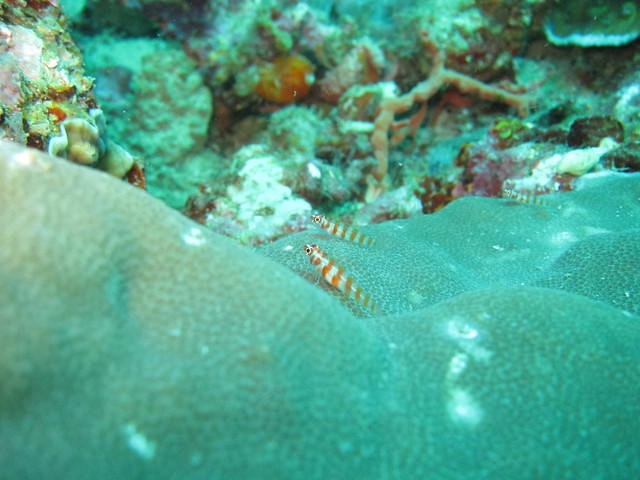 ScubaBro - Dive Center in Philippines