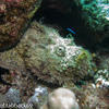 Picture taken during the dive