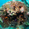 Picture taken during the dive