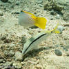 Picture taken during the dive
