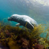 Picture taken during the dive