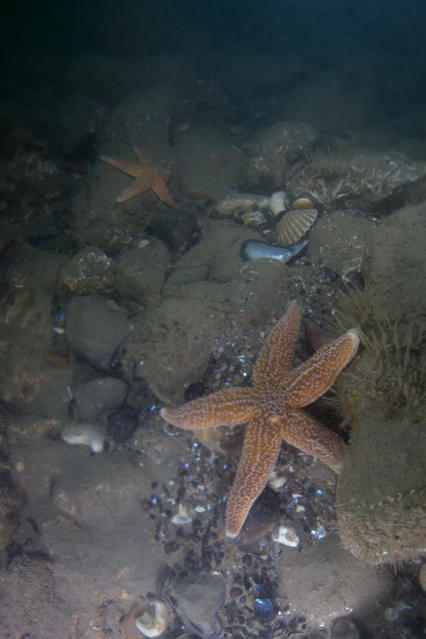 Diving Unlimited - Dive Center in United Kingdom