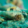Picture taken during the dive