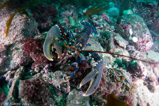 Diving Unlimited - Dive Center in United Kingdom