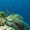 Picture taken during the dive