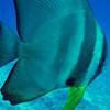 Picture taken during the dive