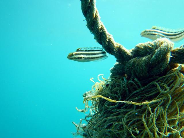 Palawan Divers - Dive Center in Philippines