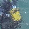 Picture taken during the dive