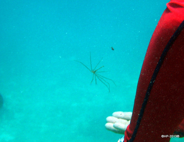 Red Sail Sports Aruba NV - Dive Center in 阿鲁巴