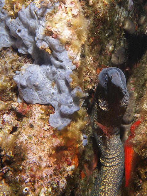 Capraia Diving Service - Dive Center in Italy