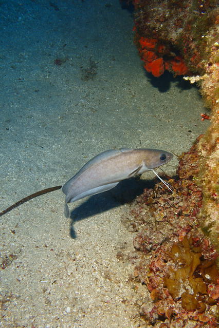 Capraia Diving Service - Dive Center in Italy