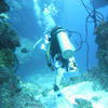 Picture taken during the dive