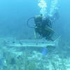 Picture taken during the dive