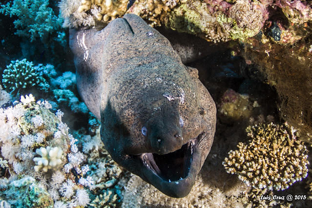 Diving in Egypt, Sharm El Sheikh - By Luís Cruz