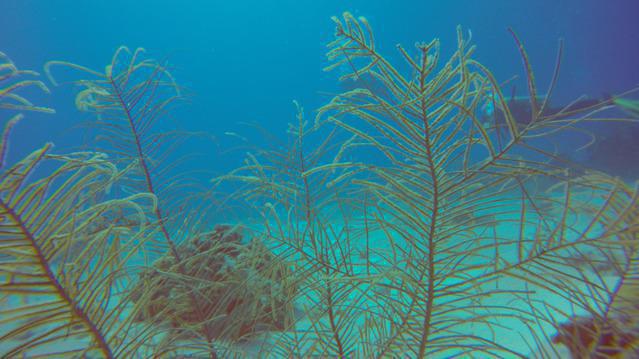 Art Pickering's Provo Turtle Divers - Dive Center in United States