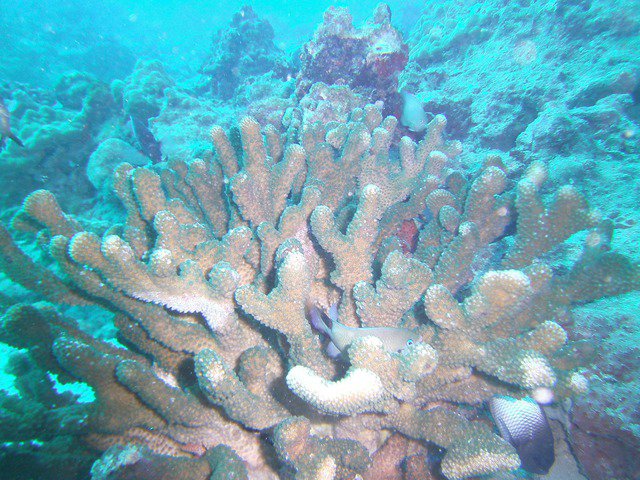 Sea Lancers Diving Club - Dive Center in United States