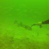 Picture taken during the dive