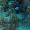 Picture taken during the dive