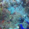 Picture taken during the dive