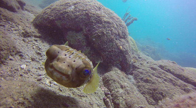 Diving in Colombia, Tayrona National Park - By Luis López