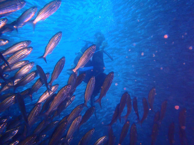 Chalo Tours - Dive Center in Ecuador