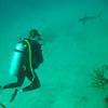 Picture taken during the dive