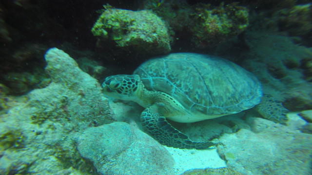 Bonaire East Coast Diving - Dive Center in Netherlands Antilles