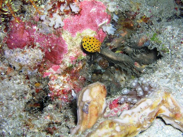 Bali Crystal Divers - Dive Center in 印度尼西亚