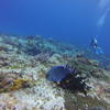 Picture taken during the dive