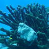 Picture taken during the dive