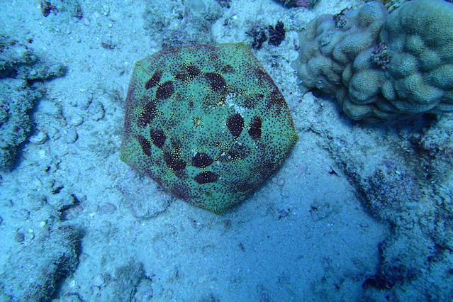 Hawaiian Diving Adventures - Dive Center in United States