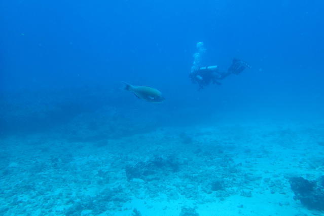 Hawaiian Diving Adventures - Dive Center in United States