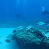 Picture taken during the dive