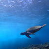 Picture taken during the dive