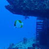 Picture taken during the dive