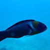 Picture taken during the dive