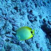 Picture taken during the dive